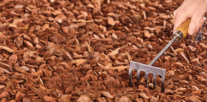 gaertnerglueck einstieg pinienrinde 710x350